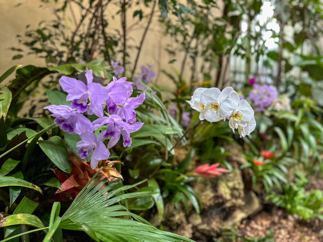 Großes Gewächshaus Bergpark Wilhelmshöhe
