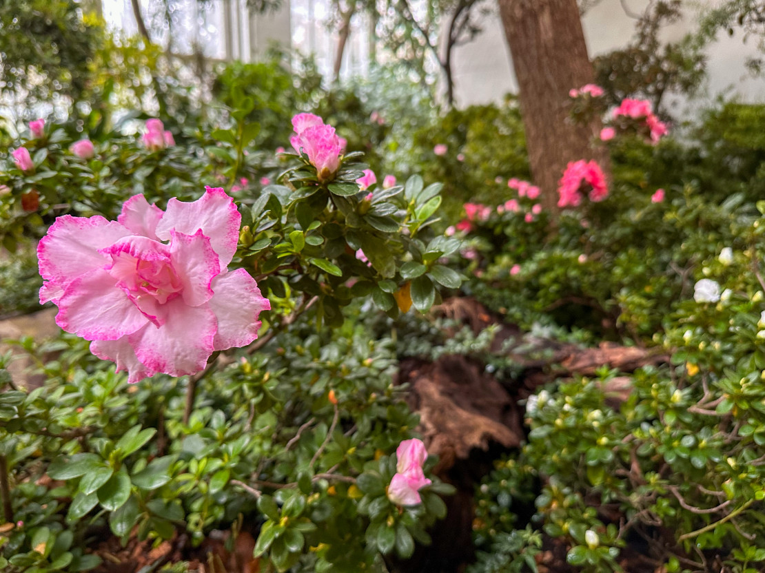 Großes Gewächshaus Bergpark Wilhelmshöhe