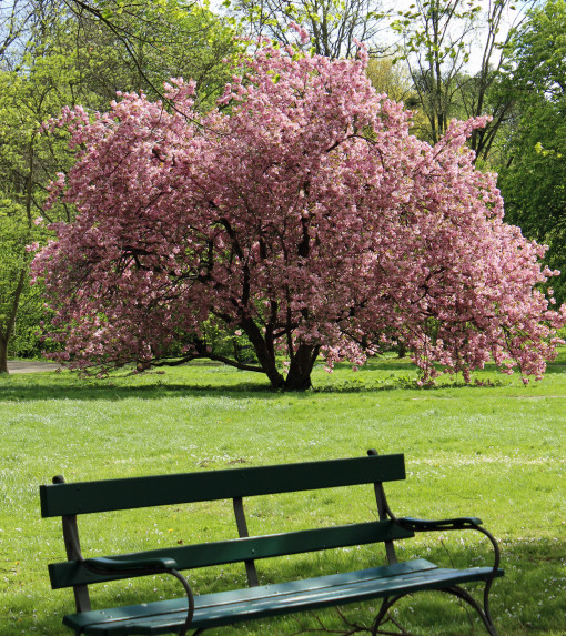 Kirschblüte im Staatspark Karlsaue