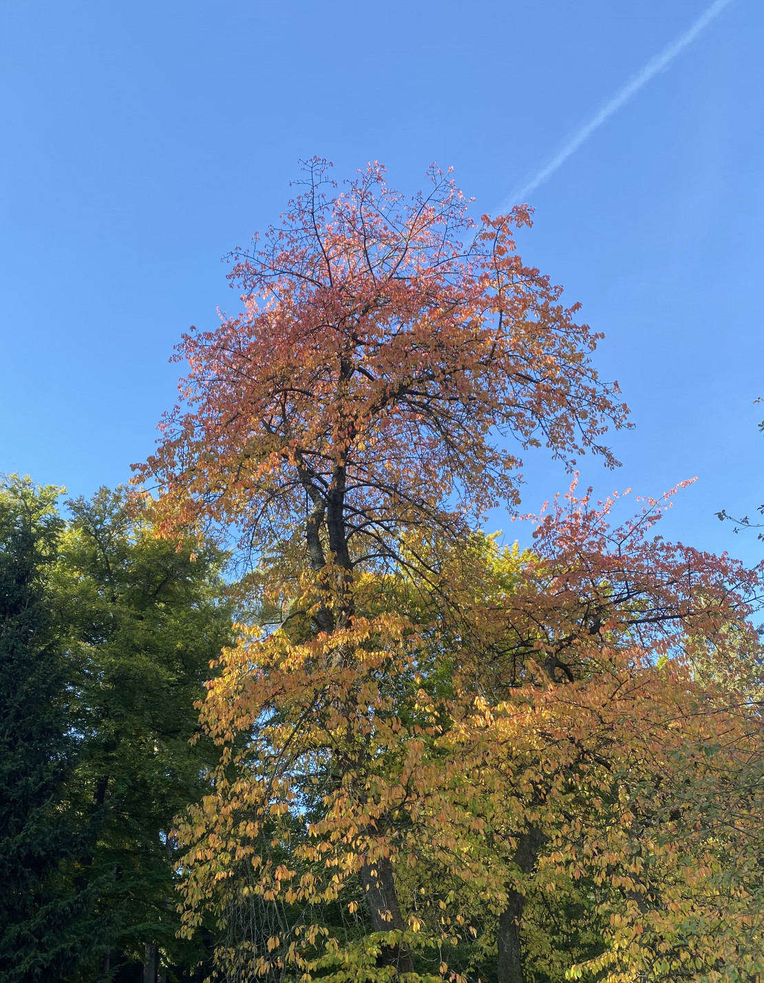 Tal der Flora im Bergpark Kassel
