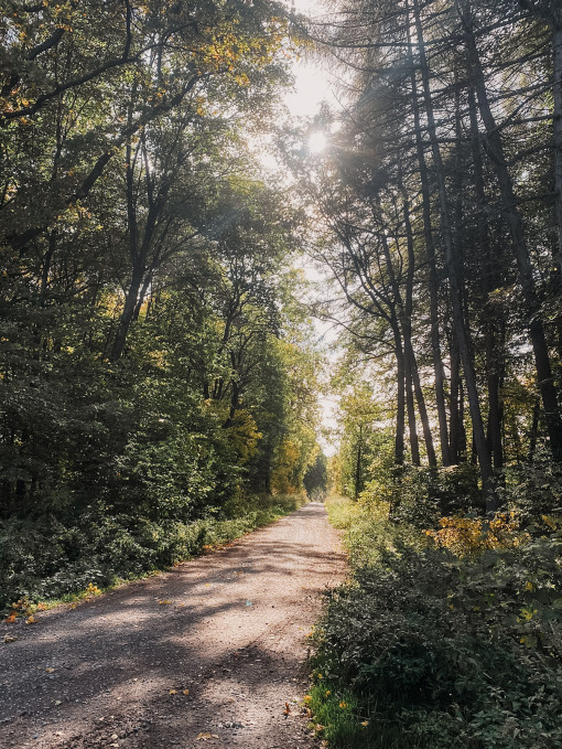Waldweg zum Herbsthäuschen in Kassel